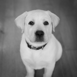2013.04.Leo9wks-8